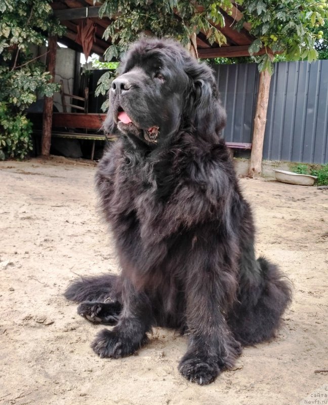 Фото: ньюфаундленд Чаривна Черепашка Большой Малыш (Charivna Cherepashka Bolshoj Malysh)