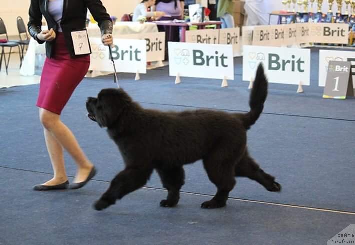 Фотография № 238113