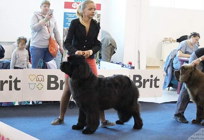 Фотография № 238115