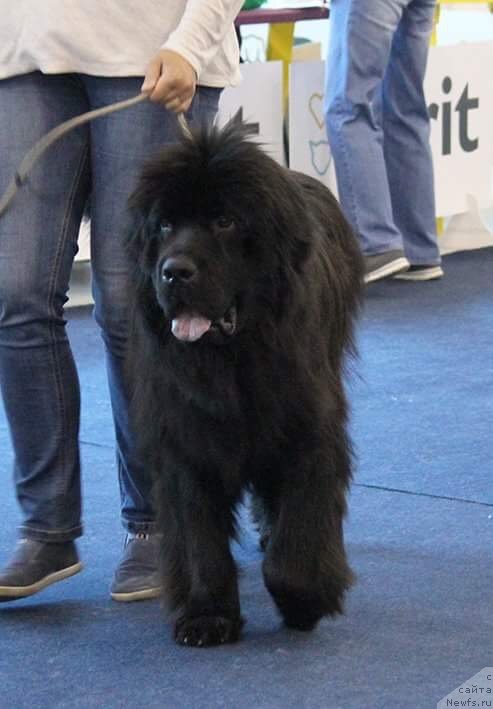 Фотография № 238119