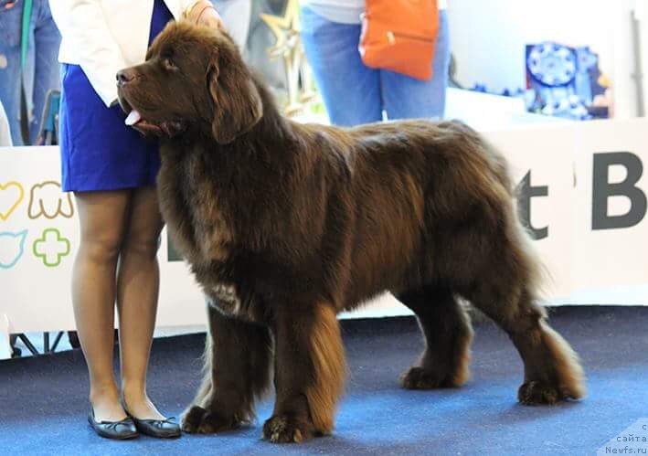 Фото: ньюфаундленд Плюшевая Панда Гранд Нероли (Plushevaya Panda Grand Neroli)