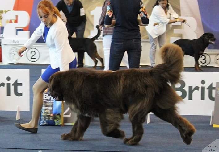 Фото: ньюфаундленд Плюшевая Панда Гранд Нероли (Plushevaya Panda Grand Neroli)
