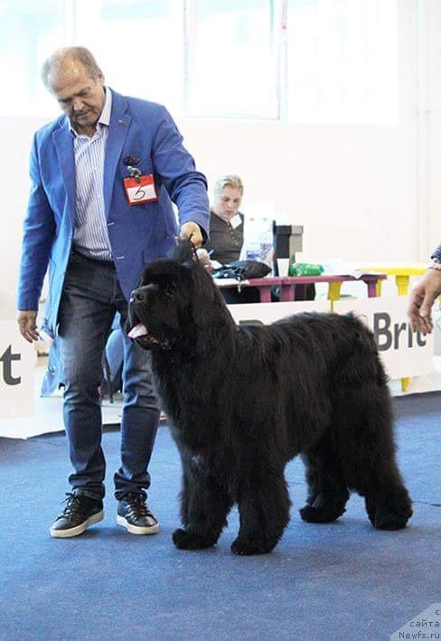 Фото: ньюфаундленд Ladys Man Chariboo