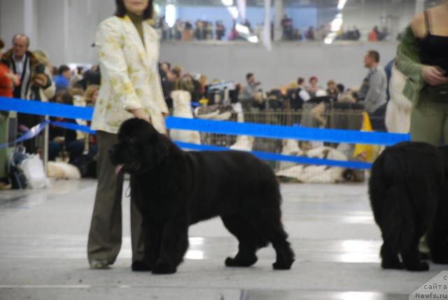 Фото: ньюфаундленд Бегущая по Волнам Вся Такая Растакая (Beguschaya po Volnam Vsya Takaya Rastakaya), Ольга Королева