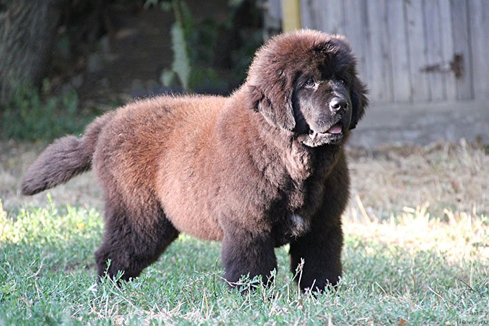 Фото: ньюфаундленд Рэсси с Берега Дона