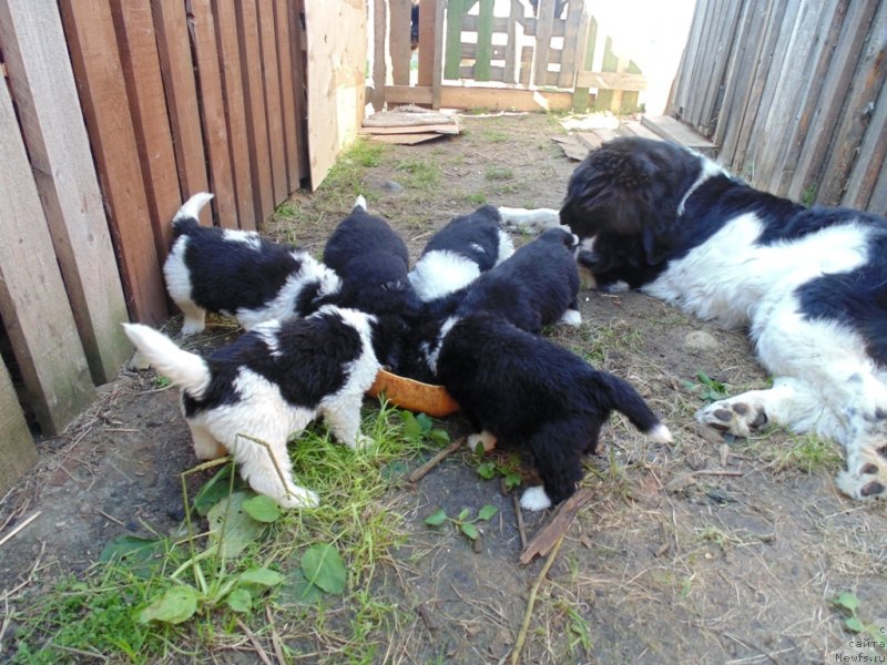 Фото: ньюфаундленд Баффи от Карельских Медведей