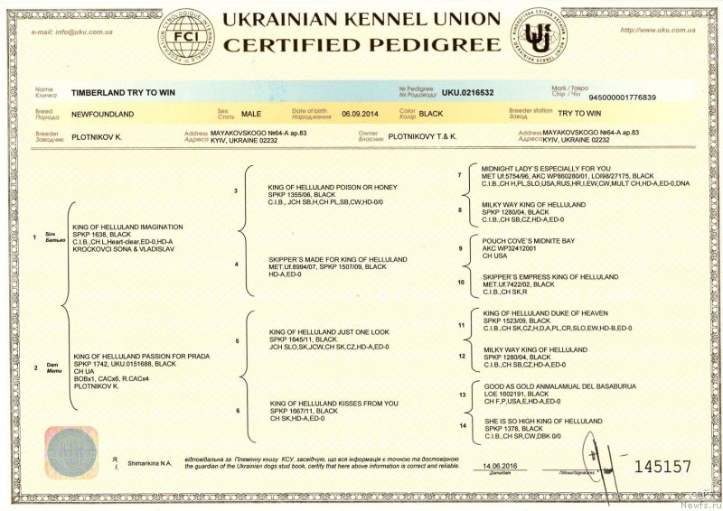 Фото: ньюфаундленд Timberland Try to Win