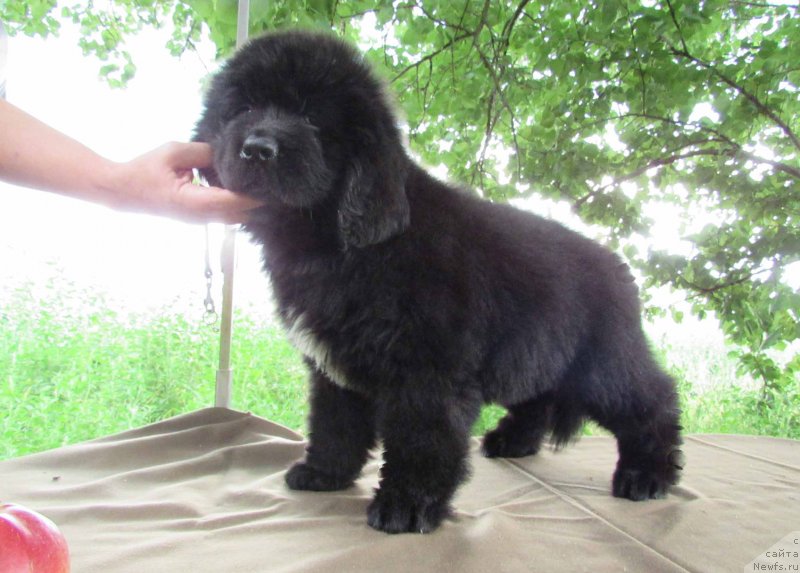 Фото: ньюфаундленд Kimiko Bolshoj Malysh