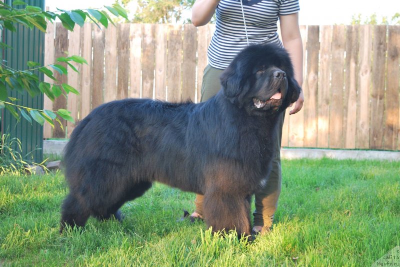 Фото: ньюфаундленд Timberland Try to Win