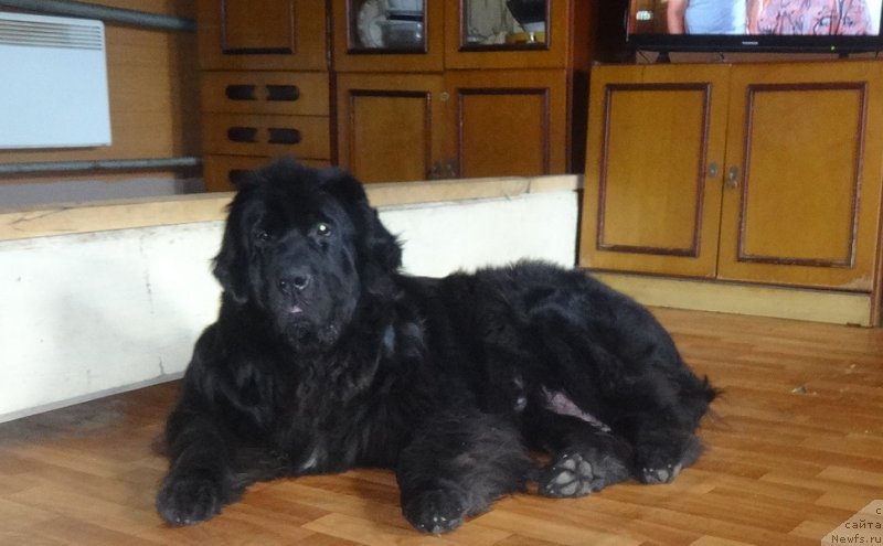 Фото: ньюфаундленд Экселент Бьюти