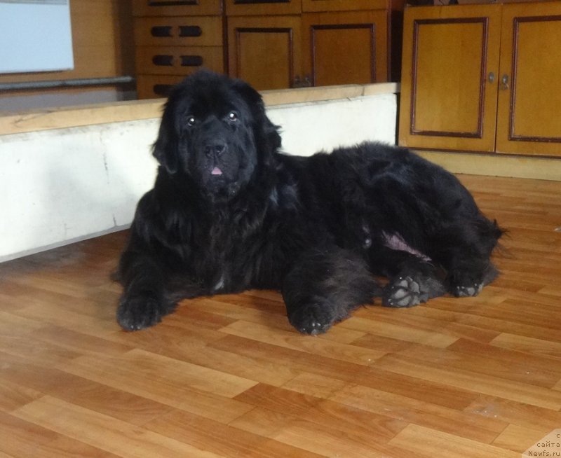 Фото: ньюфаундленд Экселент Бьюти