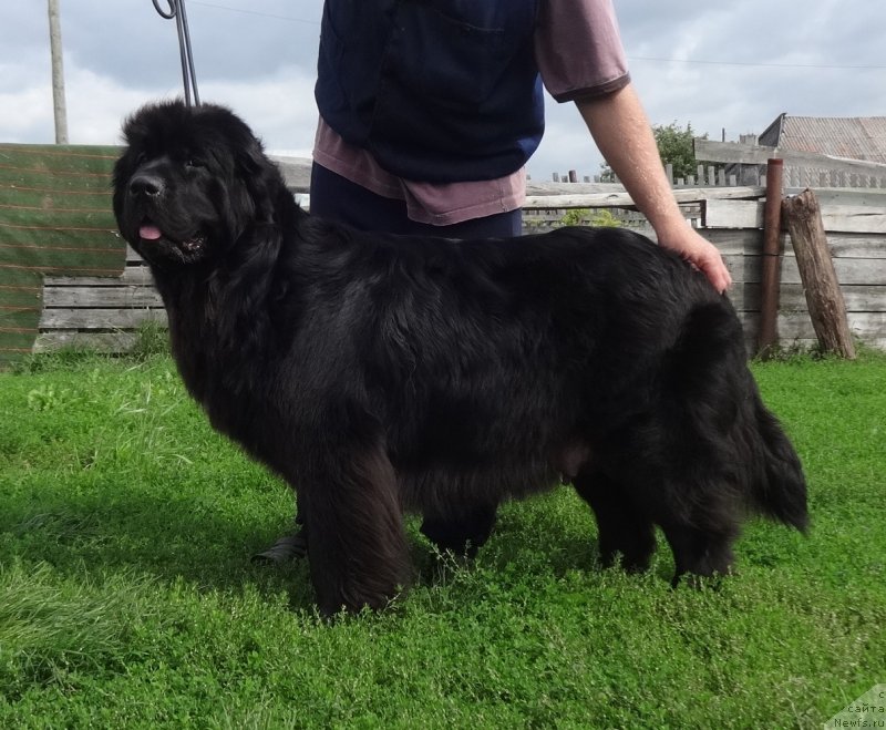 Фото: ньюфаундленд Экселент Бьюти