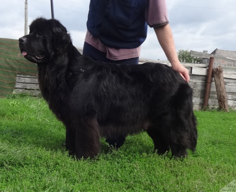 Фото: ньюфаундленд Экселент Бьюти