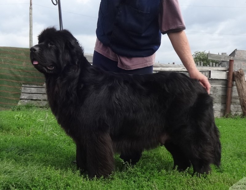 Фото: ньюфаундленд Экселент Бьюти