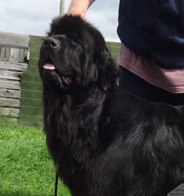 Фото: ньюфаундленд Экселент Бьюти