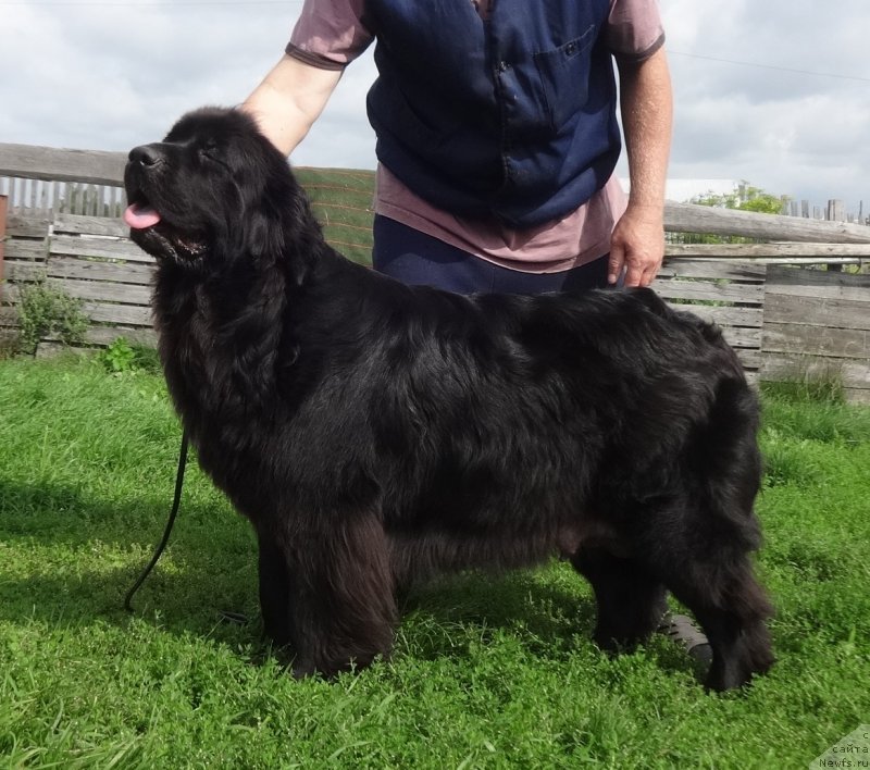 Фото: ньюфаундленд Экселент Бьюти