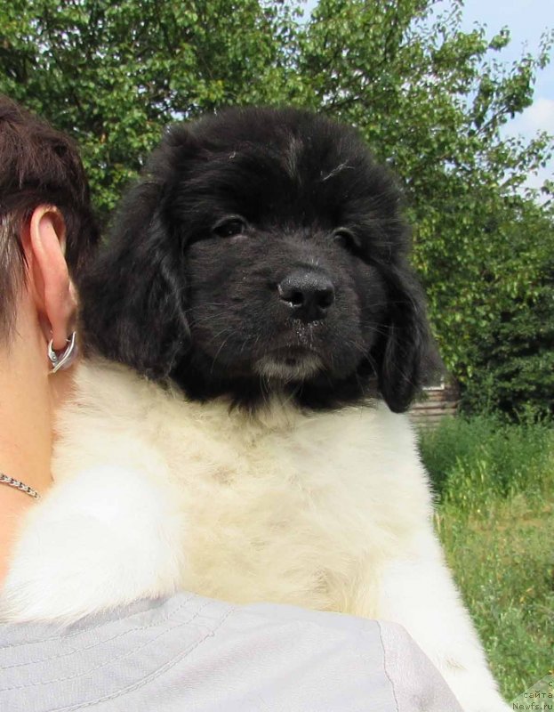 Фото: ньюфаундленд Miya Bolshoj Malysh