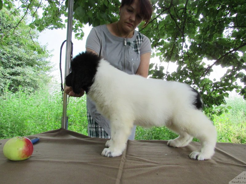 Фото: ньюфаундленд Mine Bolshoj Malysh
