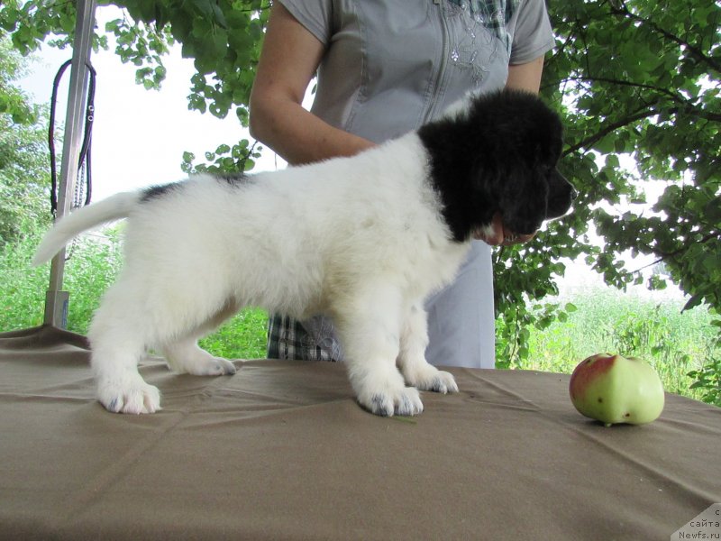 Фото: ньюфаундленд Mine Bolshoj Malysh