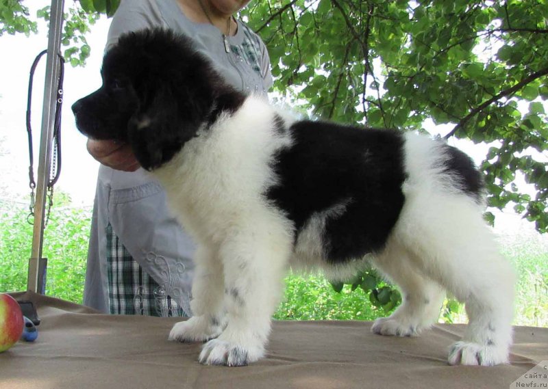 Фото: ньюфаундленд Mai Bolshoj Malysh