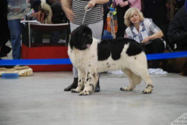 Фото: ньюфаундленд Don't Worry Be Happy de L'Etoile de Cyrice, Екатерина Кормакова