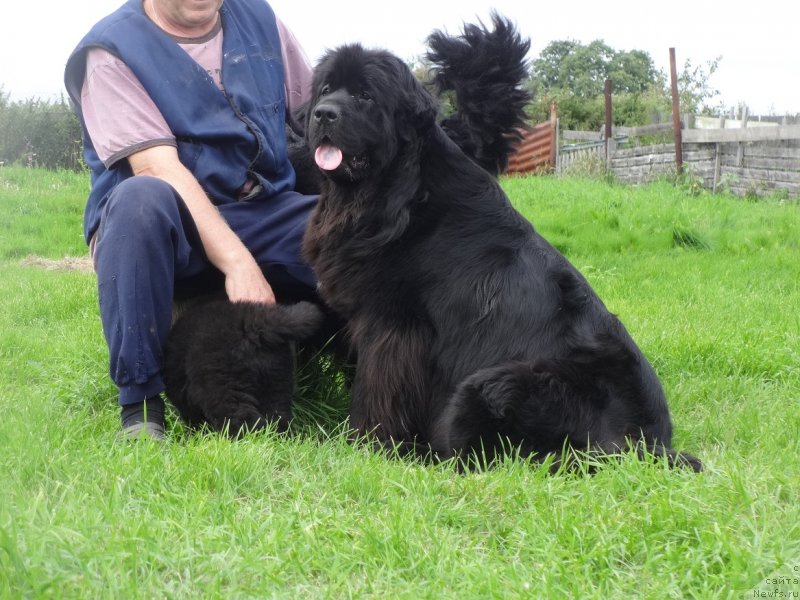 Фото: ньюфаундленд Экселент Бьюти