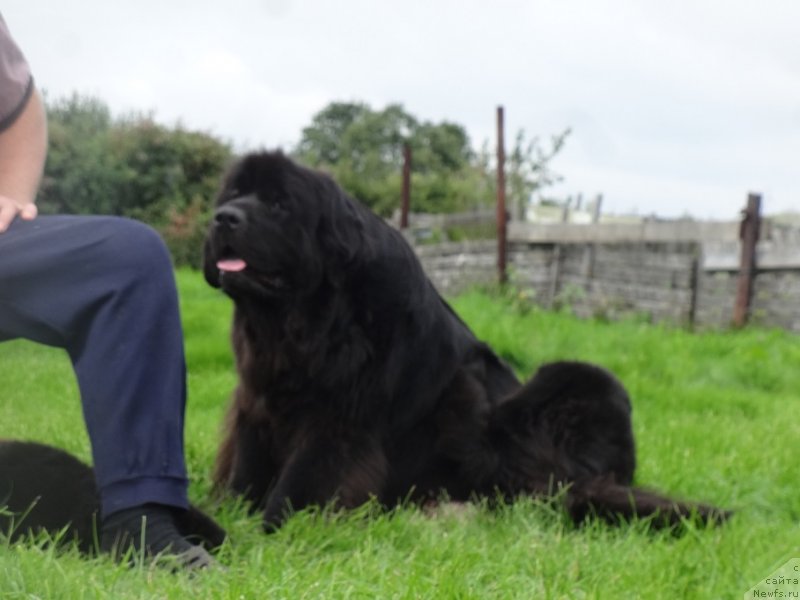 Фото: ньюфаундленд Экселент Бьюти