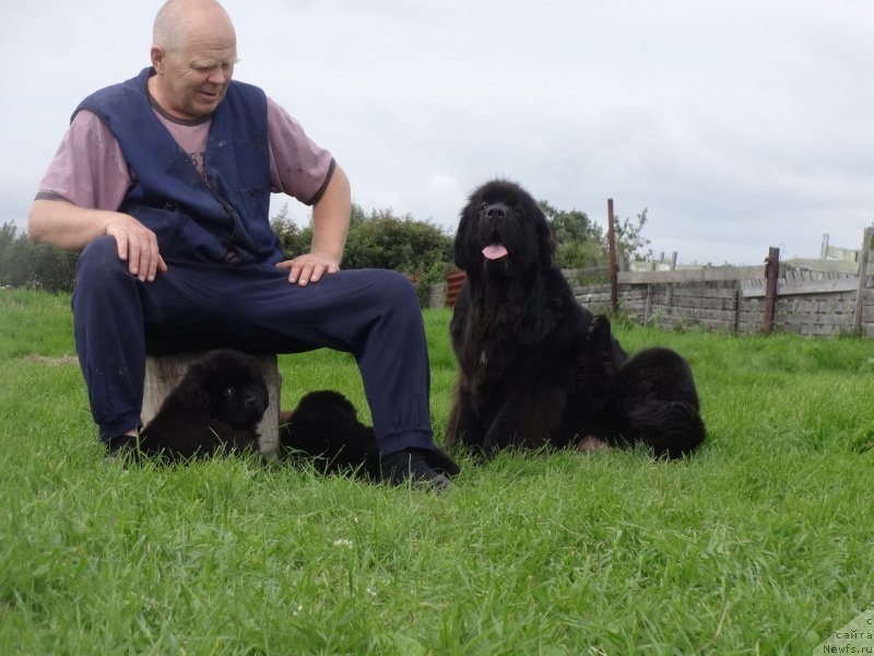 Фото: ньюфаундленд Экселент Бьюти