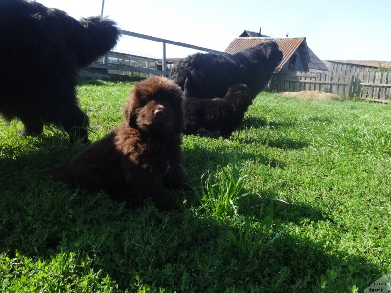 Фото: ньюфаундленд Ньюфорт Уитни Традиция Легенды