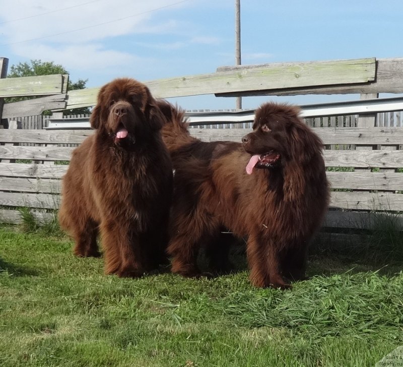 Фото: ньюфаундленд Фанньюф Авалон (Funnewf Avalon), ньюфаундленд Ньюфорт Ворожея
