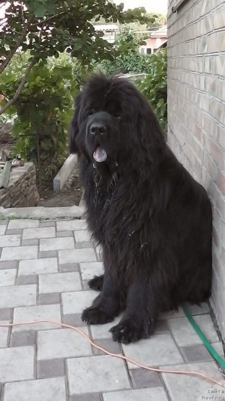 Фотография № 238209