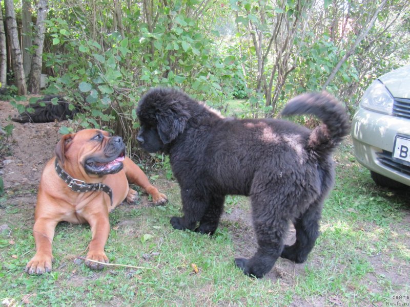 Фото: ньюфаундленд Риччи с Берега Дона (Richchi s Berega Dona)