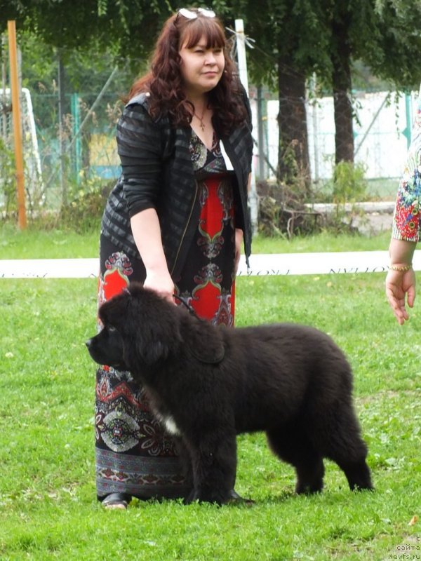 Фото: ньюфаундленд Ньюфорт Никита