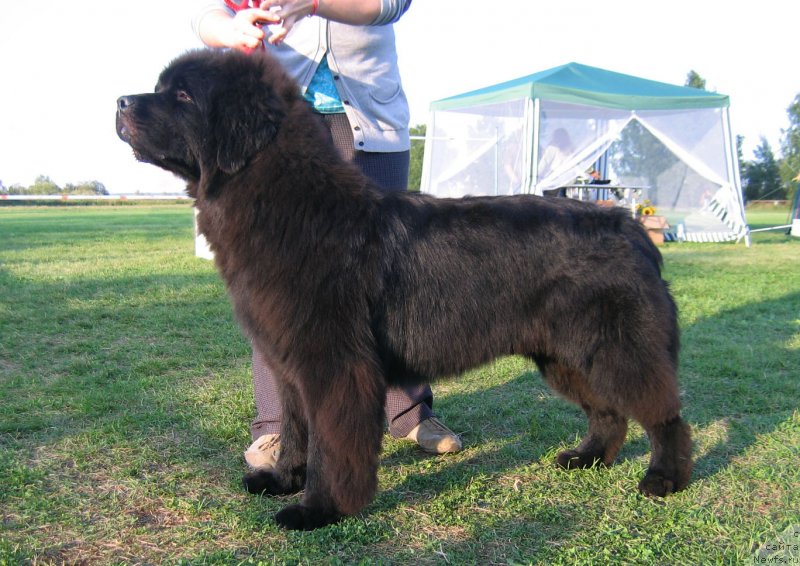 Фотография № 238220