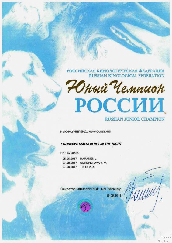 Фото: ньюфаундленд Черная Мафия Блуес Ин Тхе Нигхт (Chernaya Mafia Blues In The Night)