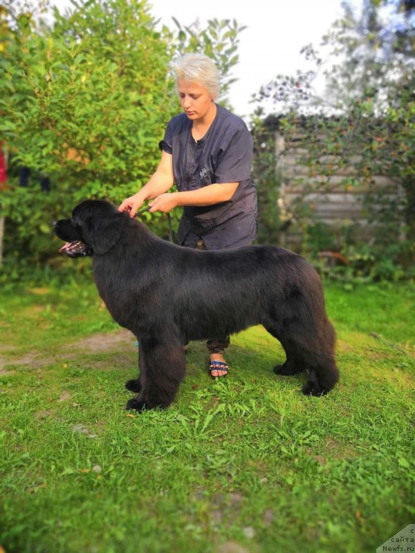 Фото: ньюфаундленд Луис Ферод Винтаж (Luis Ferod Vintazh)