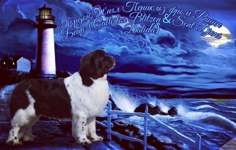 Фото: ньюфаундленд Гордон Инг'л Перикльз фром Рашн Беар