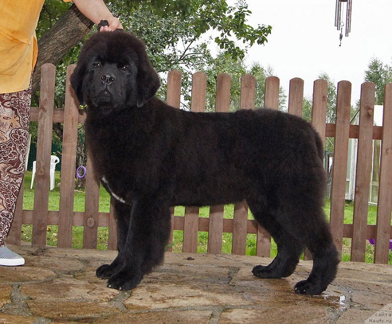 Фотография № 238262