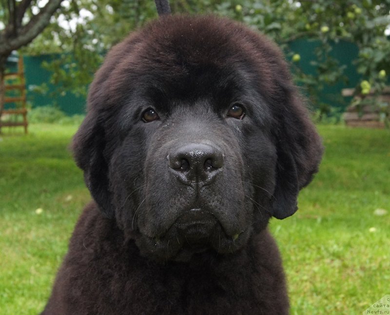 Фотография № 238265