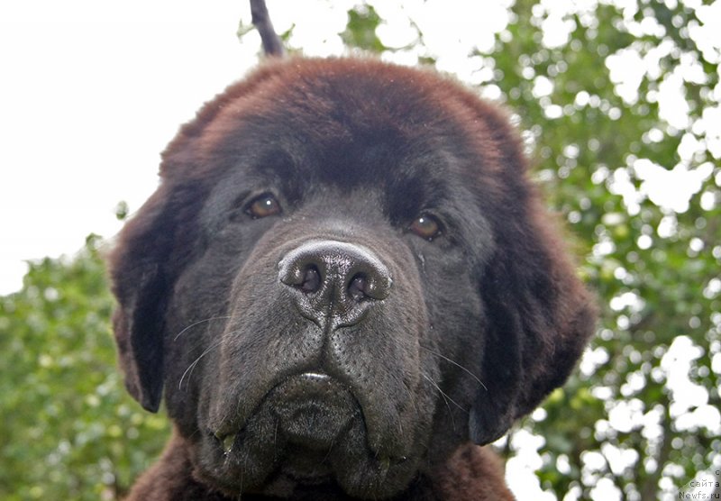 Фотография № 238266