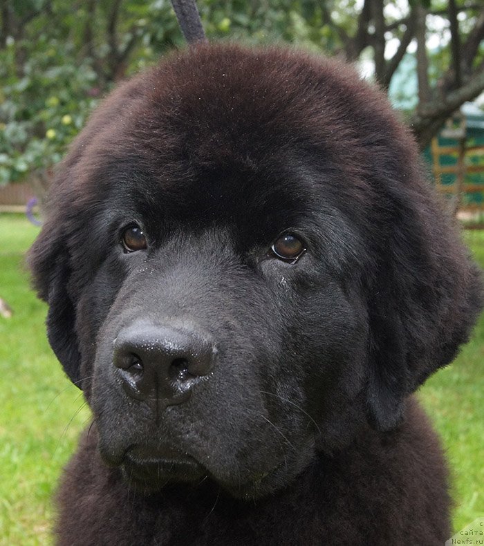 Фотография № 238267