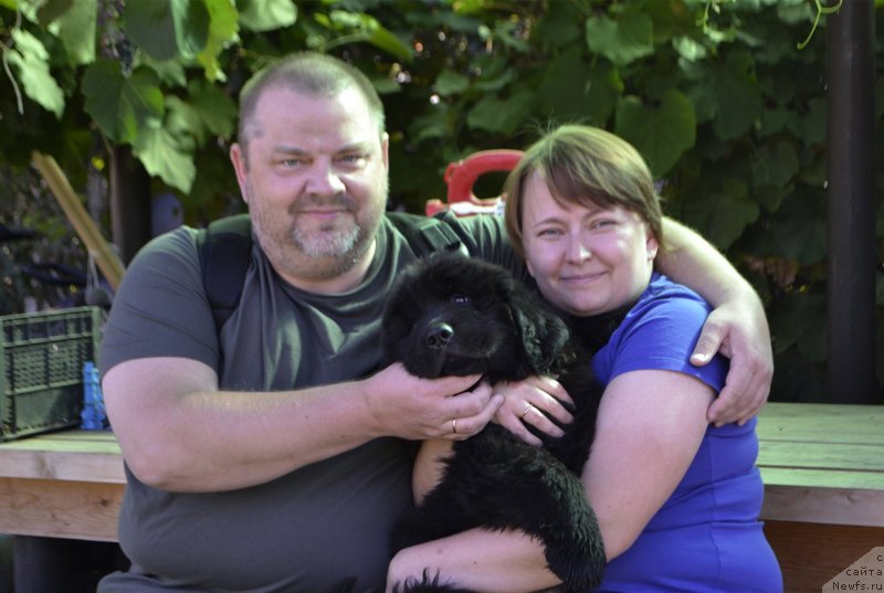 Фото: ньюфаундленд Наоми Таголири фор Браунблад (Naomi Tagoliri for Brouwnblood)