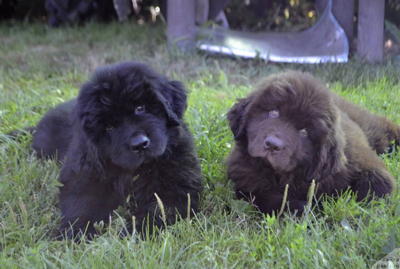 Фото: ньюфаундленд Браунблад МСК Лайт Рэй, ньюфаундленд Браунблад МСК Лавли Фаворит