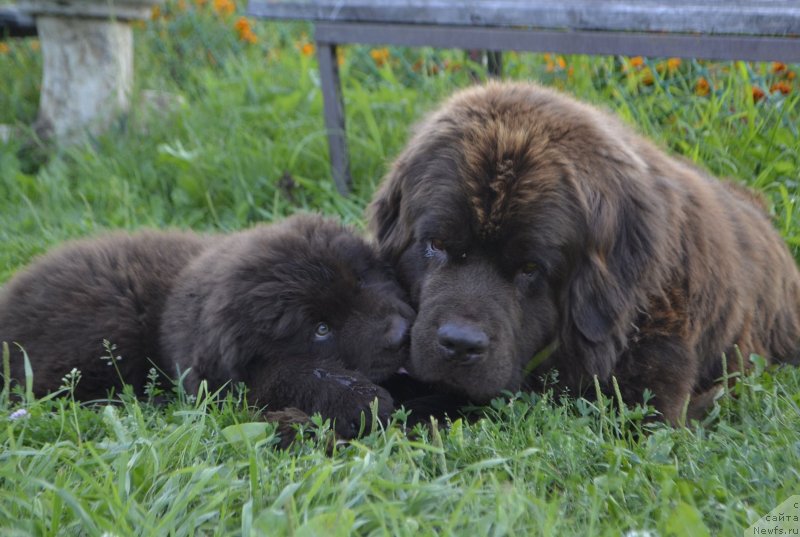 Фото: ньюфаундленд Наоми Таголири фор Браунблад (Naomi Tagoliri for Brouwnblood), ньюфаундленд Браунблад МСК Лавли Фаворит