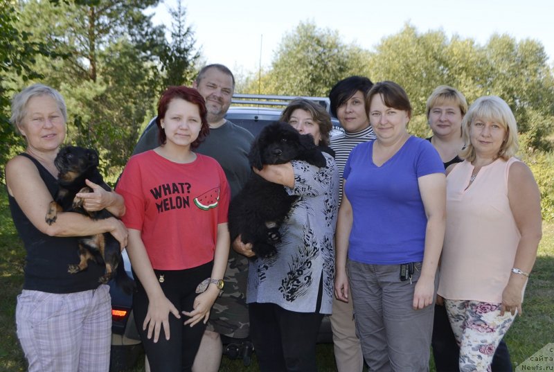 Фото: ньюфаундленд Браунблад МСК Лайт Рэй