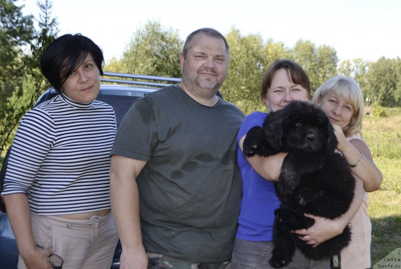 Фото: ньюфаундленд Браунблад МСК Лайт Рэй