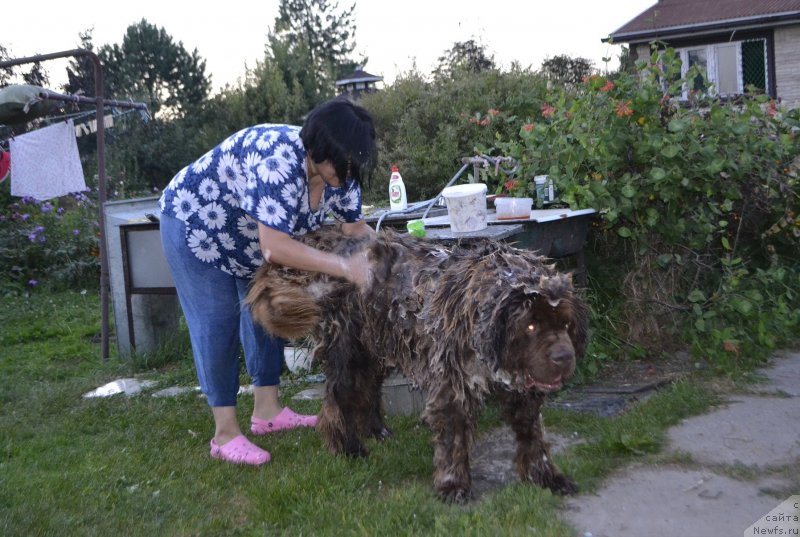 Фото: Зоя Левен, ньюфаундленд Чарли Де Бест Хелфи Пэл (Charli The Best Helfi Pel)