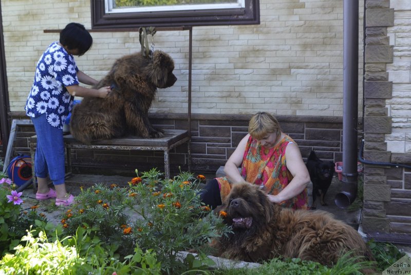 Фото: Зоя Левен, ньюфаундленд Чарли Де Бест Хелфи Пэл (Charli The Best Helfi Pel), Елена Бажутина, ньюфаундленд Чармер Денкам Бронз (Charmer Denkam Bronze)