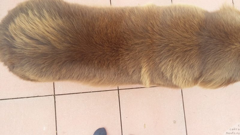 Фотография № 238285