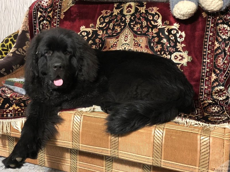 Фотография № 238288